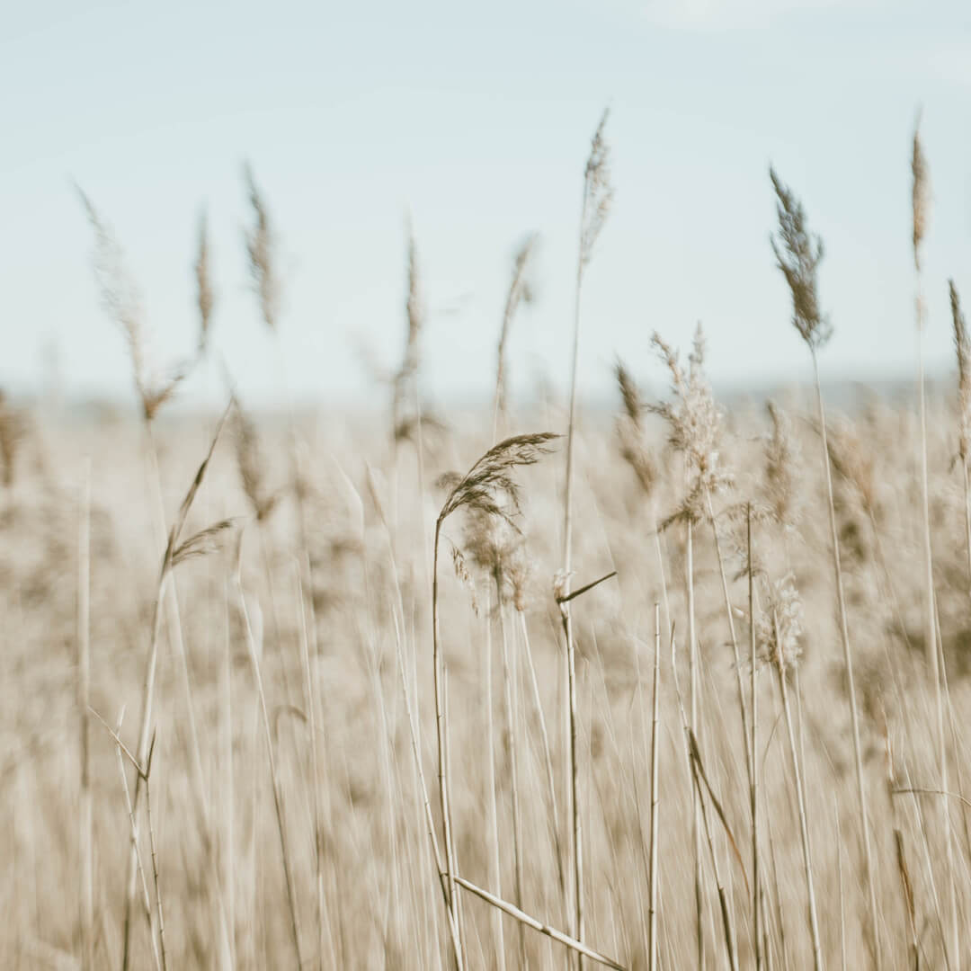 Straw in a field with blue sky in the background
