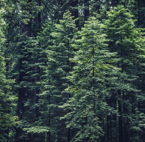 Green forest with pine treas