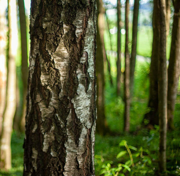 Close-up of tree trunk in a green forest